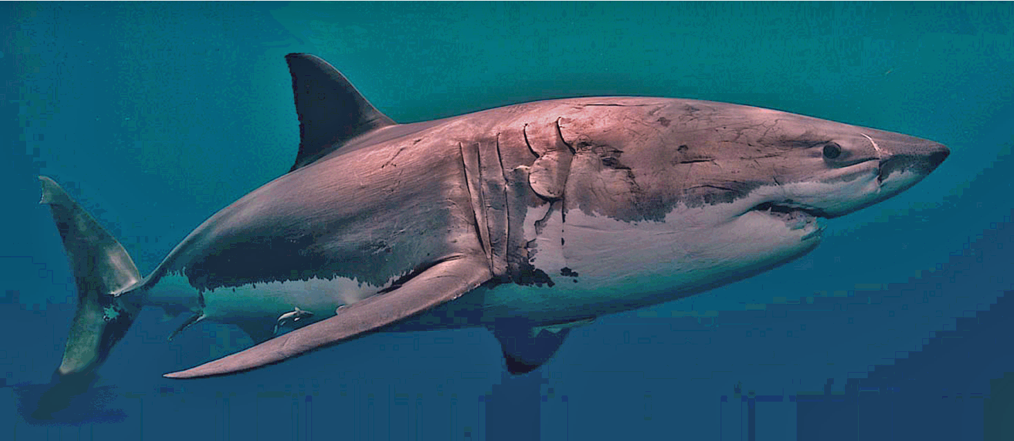 Shark swimming in clear blue water